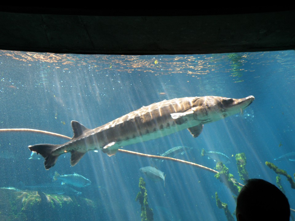 Montreal - Biodome
