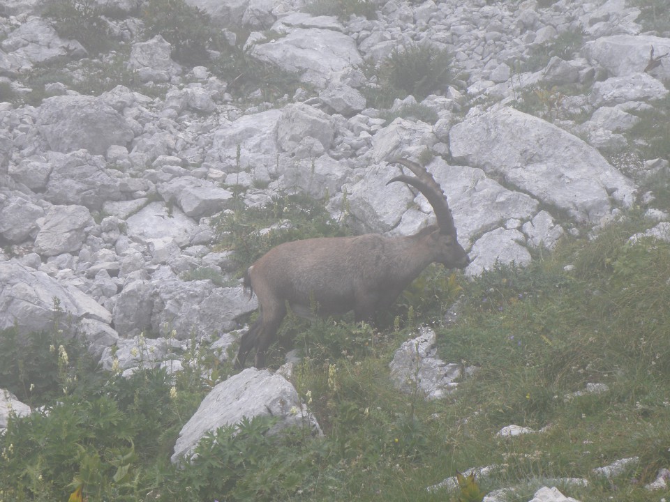 Kriški podi; 30.8-31.8.08: Razor, Planja, Ste - foto povečava