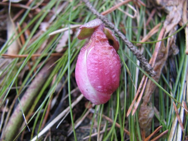 Znanilci pomladi - foto povečava