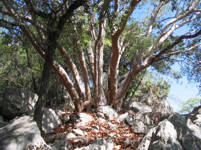 Turčija 2005 - foto povečava