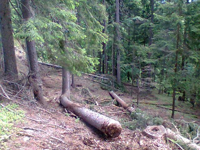 Gozdarstvo - foto povečava