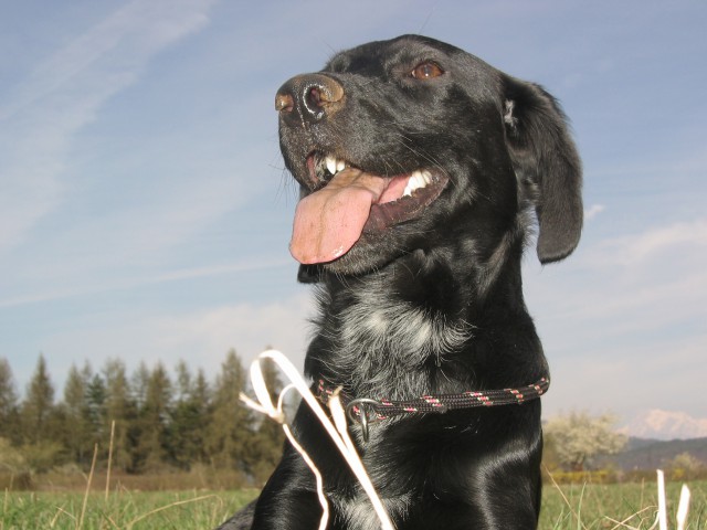 Luna - foto