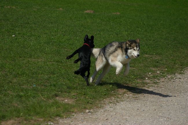 Sprehod v Tivoliju z Asko in Lunom - foto povečava