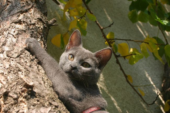 Luna,Dubi,doma - foto povečava