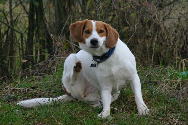 Luna na sprehodu - foto povečava