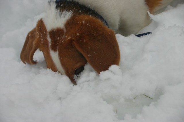 Sneg,Dubi... - foto