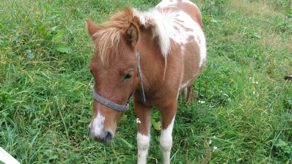 Oslici-poni - foto povečava