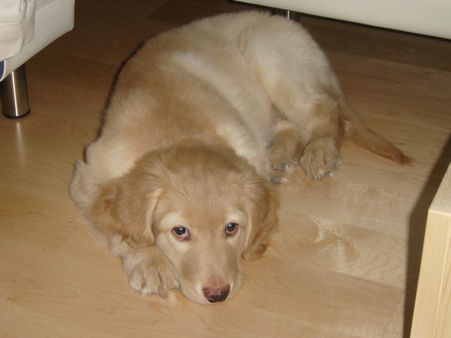 Baki - foto