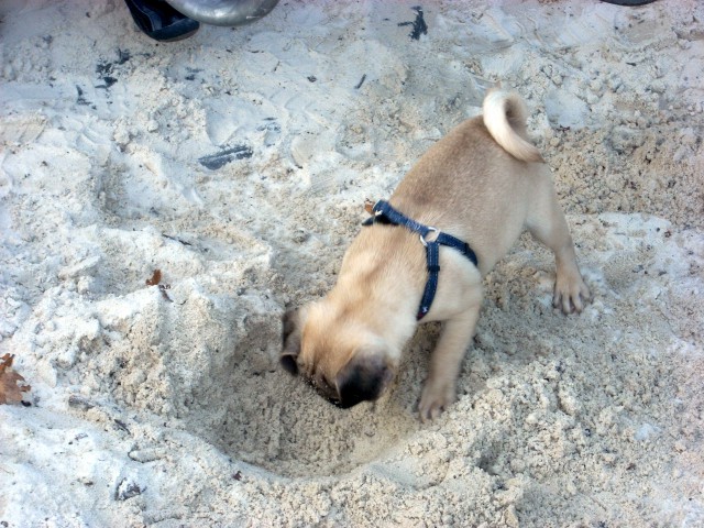 Obožujem pesek