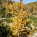 Jesen v Dolini triglavskih jezer (12.10.2008)