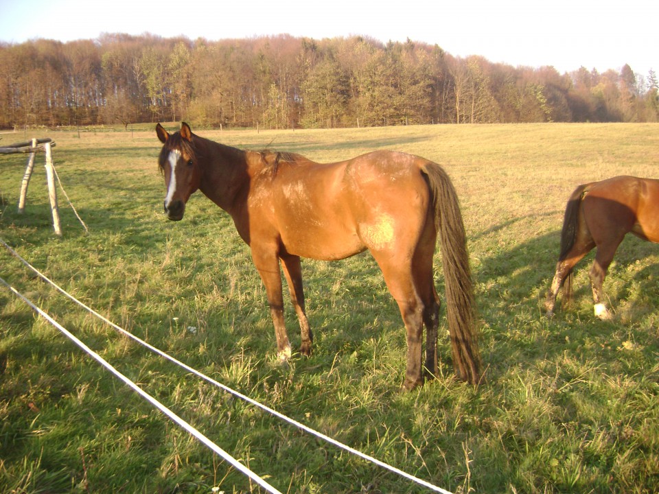 Wind,tisa,vicky,brena - foto povečava