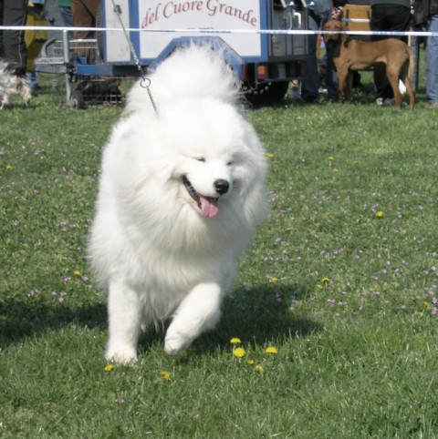 Cacib Vršac - foto