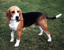 Beagle