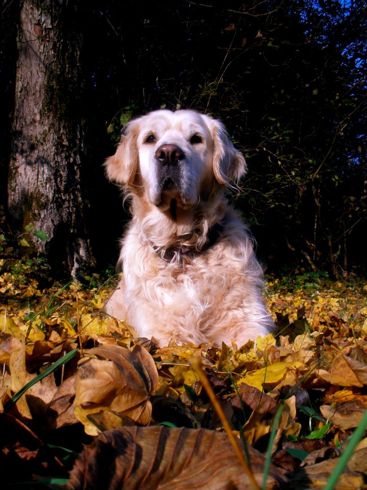 Luna&Mačk - foto povečava