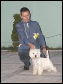 Terrier show Ruma 2008. Smarti PRM, I junior best in show. Handlao Nemanja Jovanović