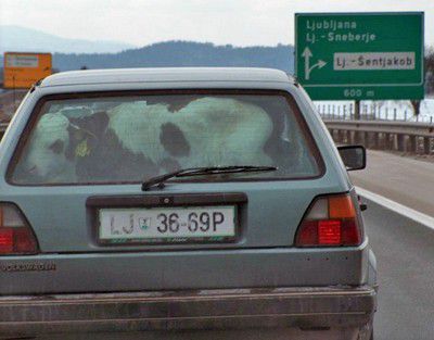 Morjeplovec - foto