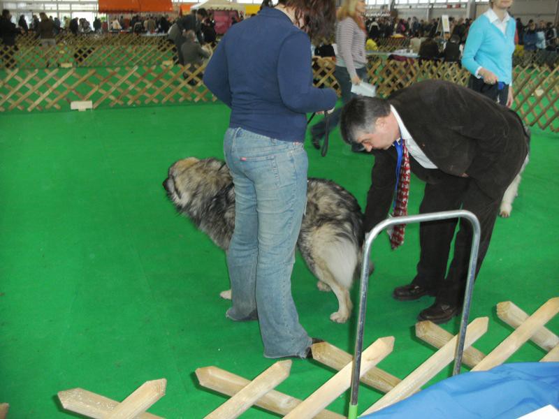 CAC Celje 2009 - foto povečava