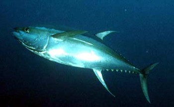 Tuna 2