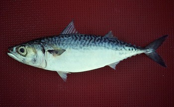 Lokarda 2