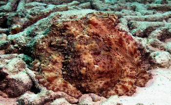Hobotnica 2