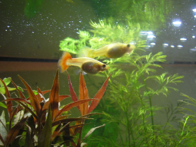 Akvarij - foto