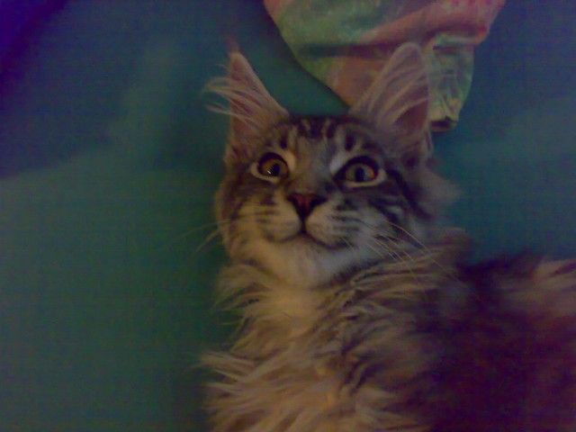 Maine coon tabasco/chilly - foto