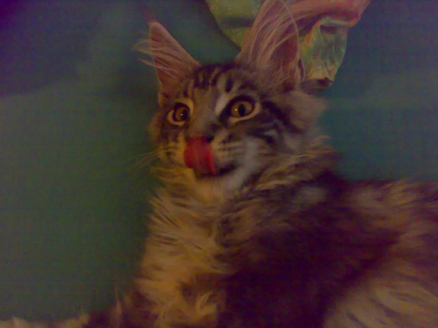 Maine coon tabasco/chilly - foto