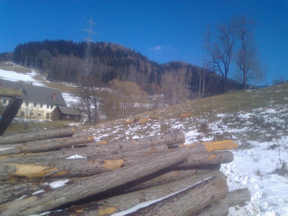 Ogled hlevov na Avstrijski Štajerski 2013 - foto povečava