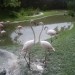 Pelikani v S Zoo