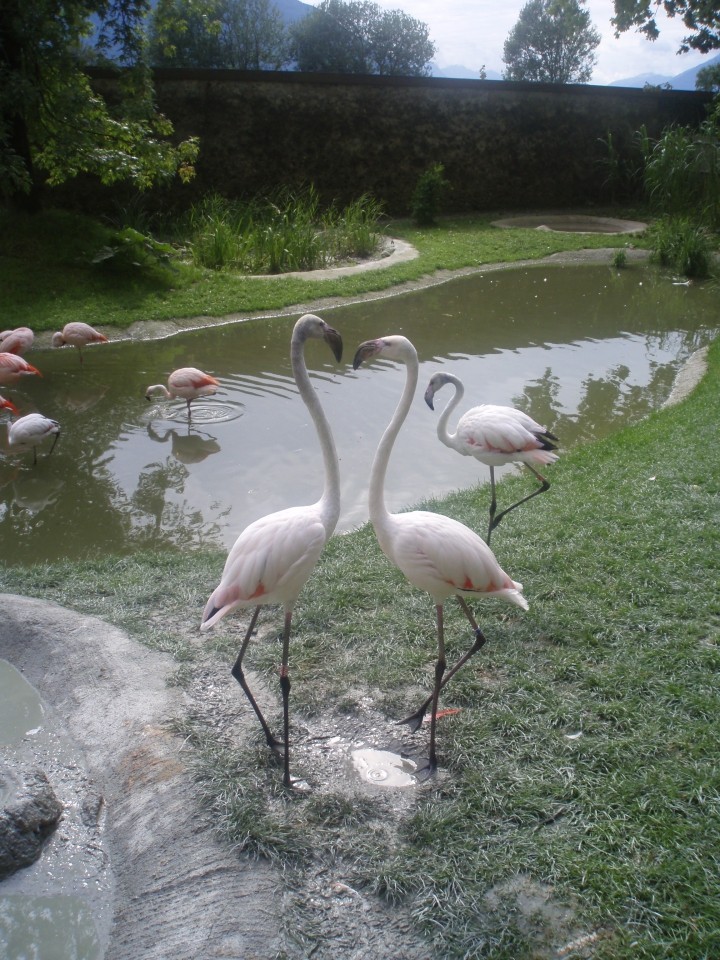 Pelikani v S Zoo