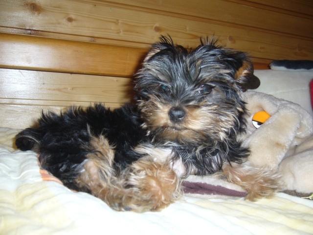 Lola, januar 2009 - foto