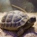 Grška želva - Testudo hermanni boettgeri