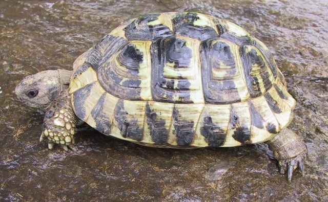 Odrasla grška želva - Testudo hermanni boettgeri