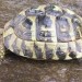 Odrasla grška želva - Testudo hermanni boettgeri