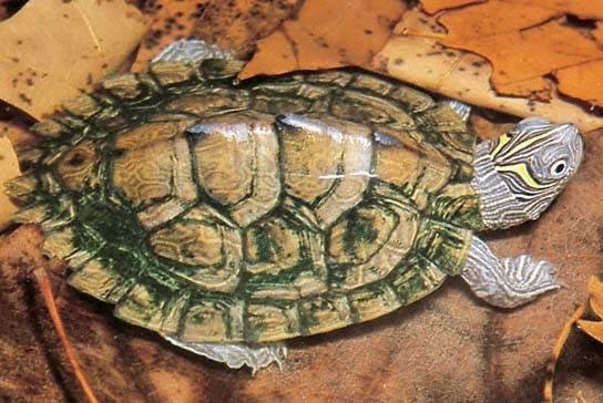 Mlada želva iz družine Graptemys