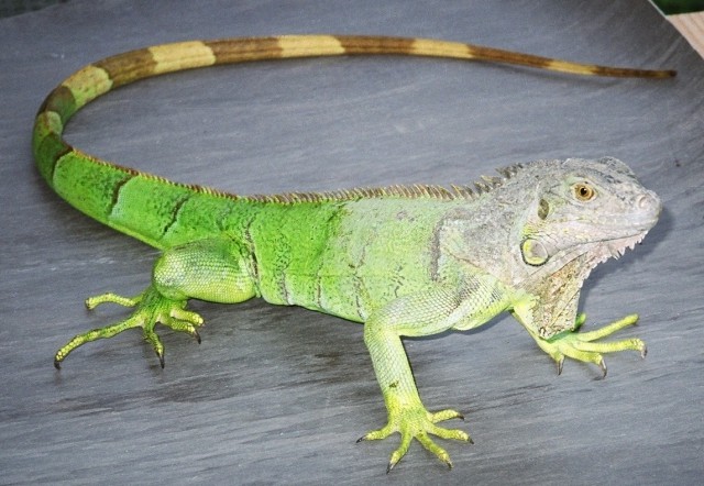 Zeleni legvan - Iguana iguana