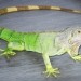 Zeleni legvan - Iguana iguana