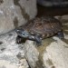 Želva - Chinemys reevesii