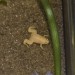 Žaba krempljičarka - mlada