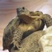 Odrasla ruska želva