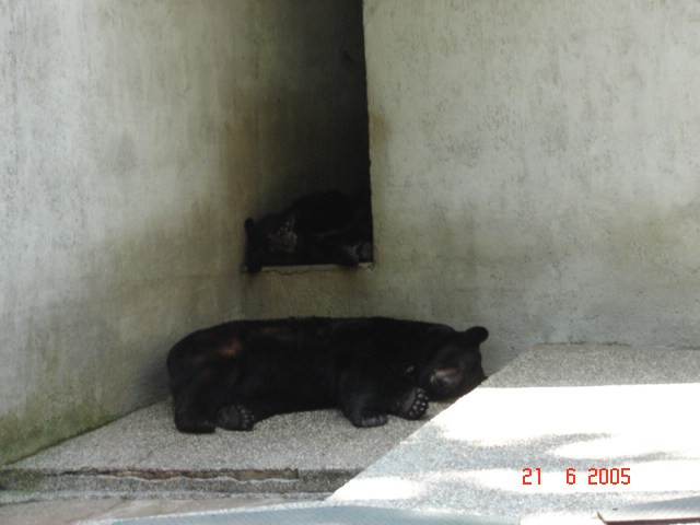 Medvedi spijo