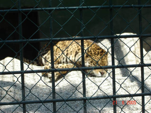 Leopard počiva