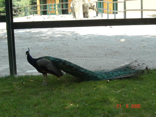 ZOO ZAGREB - foto povečava