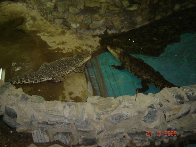 Dva 3m krokodila