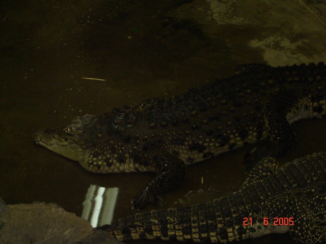 Dva 3m dolga krokodila! :O