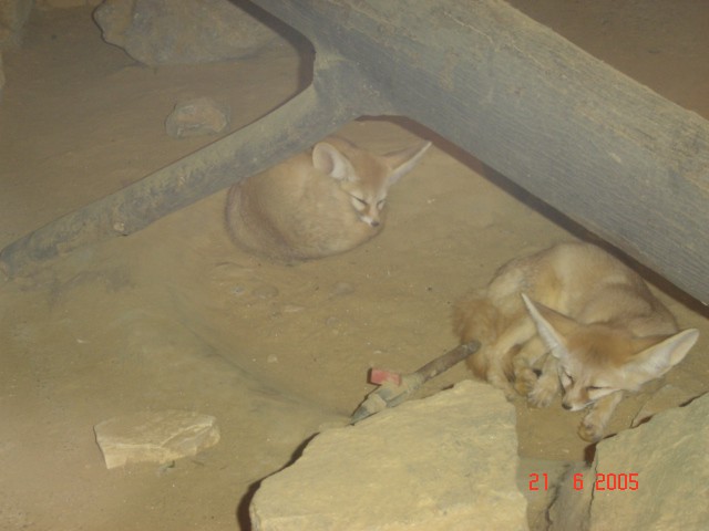 Puščacski lisici dremata