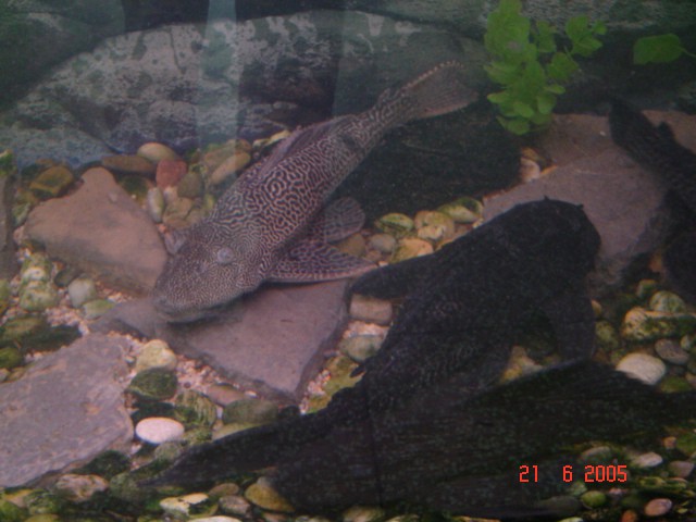 Velike ribe 50cm