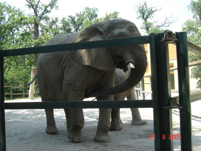 Velik slon