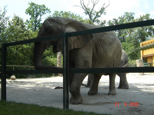 Slon pozira