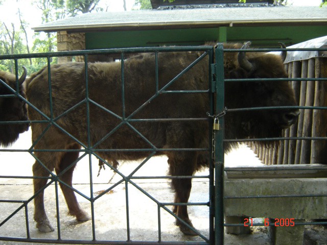 Velik bizon